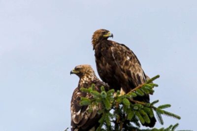 To unge kongeørne, der er navngivet »Høstemark« og »Tofte«, blev født i foråret og er blevet set i området ved Bøllingsø, Kompedal Plantage og Gludsted Plantage. ?Privatfoto