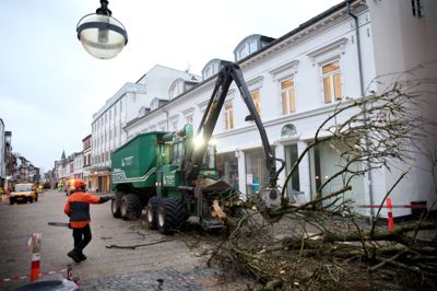 Haderup Skovservice fældede i morges træerne i Bredgade som start på renoveringen af gågaden. Foto: Flemming Hansen