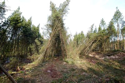 Træer vælter rundt, store masser af sand og mudder kommer i bevægelse, nye søer opstår pludseligt. Jorden under brunkulslejerne i Søby er stadig levende og ustabil, her mere end 45 år efter de sidste brunkul blev gravet op. Det tager en plan for nye stier i området højde for.? foto: tony Brøchner
