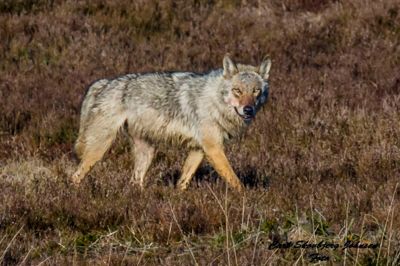 Ulven på tæt hånd i Ovstrup Hede. ? foto: Carl Skovbjerg Johnsen