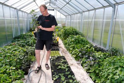 Alle Bjarne Højlunds planter begynder deres liv i drivhuset her i januar. ? Foto: Henrik Ole Jensen