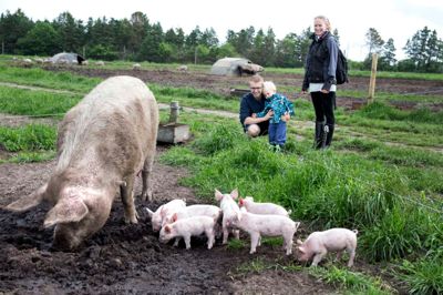 Gitte Jensen og Jonas Wellendorf havde taget 2-årige Robin med for at kigge på økogrise til Sofari. foto: tom laursen