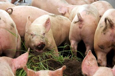 Møltrup Optagelseshjem har bygget en svinestald.