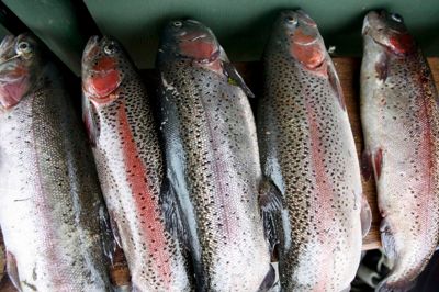 Der er ikke fangstgaranti på fisketuren, men tidligere år har langt fra været fangstfrie. Foto: Flemming Hansen