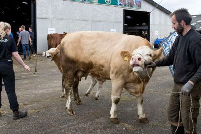 Dyrene ankommer til landsskuet, der åbner torsdag. Foto: Tom Laursen