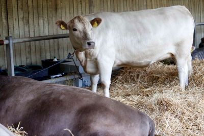 De sølvfarvede og grå Murray Grey-kvæg er ideelle til naturpleje, da de er meget nøjsomme. Derfor klarer de sig uden kraftfoder, og da de samtidig har lette kælvninger, kræver de et minimum af pleje. ? Foto: Flemming Hansen