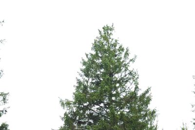 Nogle få af de første træer, der lagde grunden til Nørlund Plantage i 1804 står stadig. Her ses et af dem stikke op over alle de yngre træer, og skovfoged Hans Jensen er placeret i billedet for at vise træets størrelse. ?Foto: Thomas Vang Nielsen