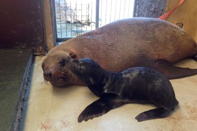 Den nu afdøde søbjørn, Helena sammen med sin unge Freya, som blev født 6. juni i år. ? foto: Jyllands park Zoo