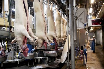 Danish Crown ser frem til at møde mange af sine ejere på Agromek 2016. ?foto: gregers thyco/polfoto