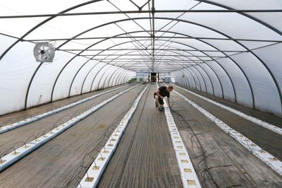 Rimmerhus klar til festival med Bjarne Højlund.
Her sættes s planter op til produktion af frugt tidligere på året. Det bliver til 20-25 ton .
Foto: Henrik Ole Jensen