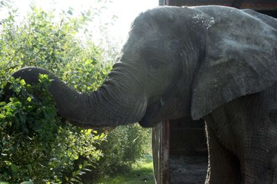 Ramboline - tung superstar i Cirkus Trapez - trimmer kommunens buskads. ? Foto: Kim Kristensen