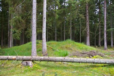 Granplantager er monokulturer med mindre varieret dyre- og planteliv end løvskove. Et nyt forslag om vindmølleopsætning kan ændre på det og give langt mere varierede skove. ?Foto: Thomas Vang Nielsen