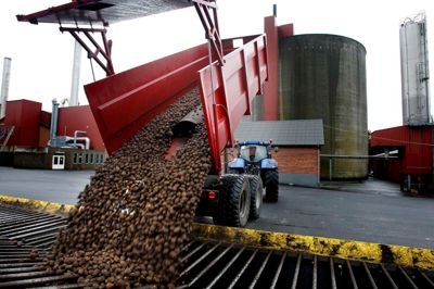 Andelskartoffelmels-fabrikken Midtjylland i Brande har fået leveret kartofler fra den brokramte landmand i Karup. ?Foto: Henrik Ole Jensen
