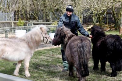 På søndag starter sæsonen i Jyllands Park Zoo. Her kan publikum blandt andet se frem til dyreunger og nybygget anlæg. De sidste par uger har dyrepasser Janni Poulsen og resten af de ansatte arbejdet hårdt for at blive klar til åbningen. Foto: Henrik Ole Jensen