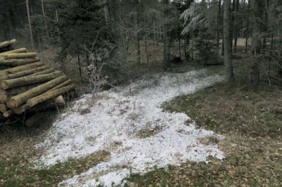 Nej, det er ikke begyndt at sne ved Kølkær. Det hvide ukendte stof er sprøjtet ud i skovbunden med en slamsuger. Forureningen er dog ikke en trussel mod grundvandet, vurderer Herning Kommune.?foto: jesper wind
