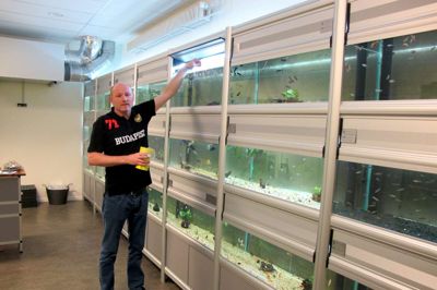 Middagsmaden bliver serveret for de mange fisk i baglokalet. Her er det guppyernes tur til at tage for sig, mens pumperne summer. Ole Mortensgaard Madsen hygger sig med sine fisk. ?Foto: Søren Poder
