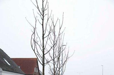 Sådan så det ud, da Folkebladets fotograf var forbi Tjørring Hovedgade i januar, da man var halvvejs med projektet.?foto: flemming hansen