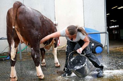 Det er en grundig vask der skal til, når koen Light skal i bad. Heldigvis står hun stille så Jytte Have kan komme til med både sæbe og vand. ?Foto: Flemming Hansen