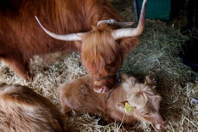 Skotske Højlandskvæg stammer fra Skotland, og trives bedst i naturen. Derfor sørger Mogens Stendal for, at hans kvæg går ude, og i sommermånederene finder de selv det føde, de har brug for. ? FOTO: FLEMMING HANSEN