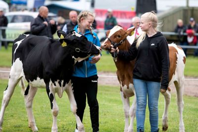 Landsskuet er skudt i gang - se de mange billeder af både mennesker, dyr og maskiner her i galleriet. Foto: Tom Laursen