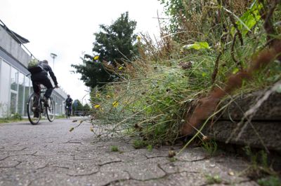 Blomstrende tidsler og andet ukrudt, langt græs, svidende brændenælder og stikkende brombærgrene kanter den sydlige nedkørsel til cykel- og fodgængertunnelen under Dronningens Boulevard og jernbanen - men det er på sin vis med vilje, at kommunens folk de seneste måneder har holdt igen med vedligeholdelsen. ? Foto: Tom Laursen