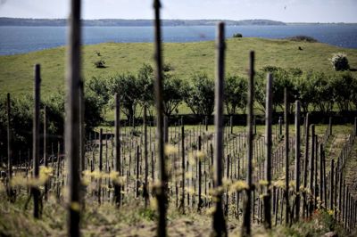 Vinbønder må indstille sig på, at de ikke får en særlig stor høst i år, fordi den kolde sommer betyder, at druerne modner langsomt. Billedet er et arkivbillede fra Dyrehøj Vingård ved Kalundborg. Foto: ritzau/Adrian Joachim