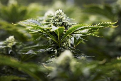 Ruskjærholm er i aften vært ved et foredrag om brug af cannabis til alternativ behandling af kræft. ?Polfoto