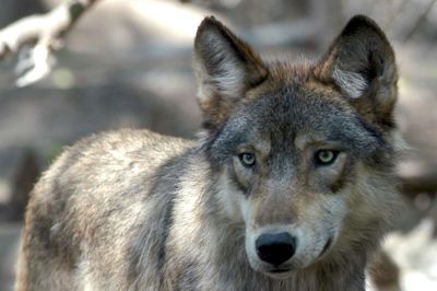 Danskerne frygter generelt ikke ulven. Men i de områder, hvor ulvene lever, er frygten større og accepten af ulven lidt mindre. Det skal man tage alvorligt, siger både miljøministeren og Danmarks Naturfredningsforening. Foto: AP