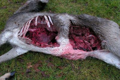 Ulve har flere gange været på rov i Midtjylland. Blandt andet natten til 27. februar i år, hvor fem hjorte blev dræbt på hjortefarmen Deer-Farming nær Sørvad. ? Foto: Privatfoto