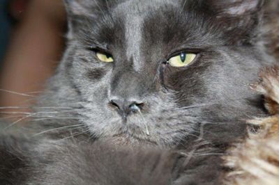 Katteinfluenza er en fællesbetegnelse for flere virus infektioner hos katte. Sygdommen kan begrænses, hvis man husker at få vaccineret sin kat. ? foto: Privatfoto