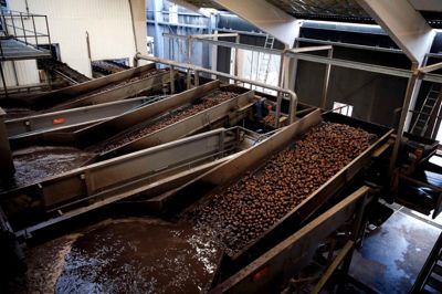 Andelskartoffelmels-fabrikken i Brande er i gang med at bygge om for 340 millioner kroner. Når anlægget står færdig i 2018, kan det producere 20.000 tons kartoffelmel ekstra. I dag produceres omkring 60.000 tons årligt.? Foto: Flemming Hansen