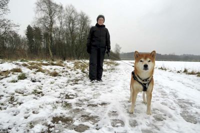 Det er ikke alle hunde, der er egnede til at løbe frit i hundeskove. Shinzo er en af dem ... ?Foto: Bo Lundgaard