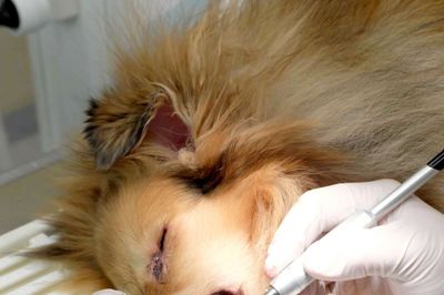 Tandbehandlinger hos vores kæledyr foregår som oftest under narkose. ? foto: Herning Dyrehospital