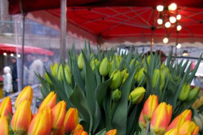 Salg af tulipaner skal skaffe penge til kampen mod unges misbrug.?foto: kim kristensen