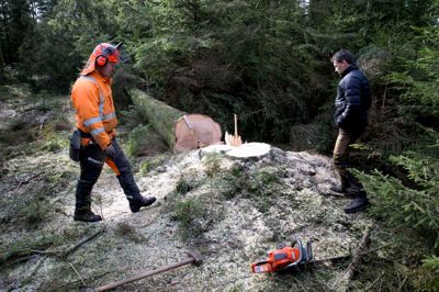 Skovfoged Thomas Steen Mikkelsen og med hjelmen skovarbejder Jesper Kromann Bjerre ved et af de 120 træer, som var de første i Birkebæk Plantage og nu skal blive til en bjælkehytte på Læsø.?foto: tom laursen