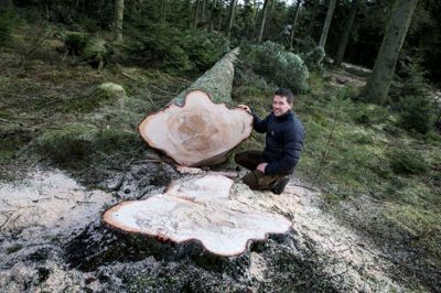 Skovfoged Thomas Steen Mikkelsen ved den væltede ædelgran. Åreringene i midten fortæller, at det voksede meget langsomt de første mange år.?foto: tom laursen