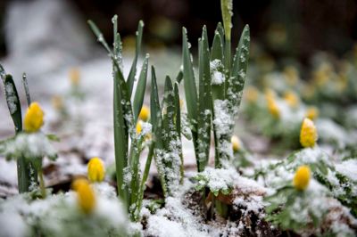 Hvordan ved planterne egentlig, at det er blevet forår og tid til at springe ud? ?Foto: Henning Bagger/Ritzau Scanpix