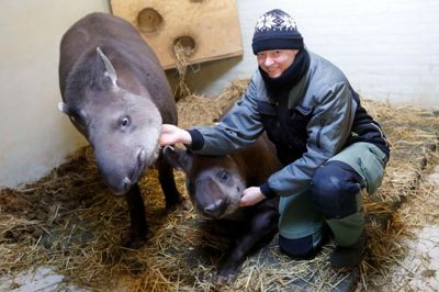 Jyllands Park Zoo åbner på søndag. Her er det chefdyrepasser Janni Poulsen sammen med to af dyreparkens tre fredelige tapirer. Janni Poulsen er også en af de dyrepassere, man kan booke til tjenesten »Dyrepasser for en dag«, som er meget populær. »Vi har to hold om dagen hele sæsonen«, siger Janni Poulsen. ?Foto: Henrik Ole Jensen