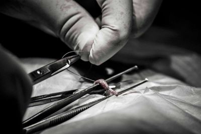 Den bedste behandling for livmoderbetændelse er oftest at fjerne den betændte livmoder kirurgisk. ?Foto: Herning Dyrehospital