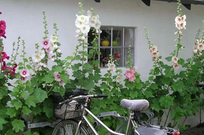Samsø oser af hygge, atmosfære, gode historier og tid.