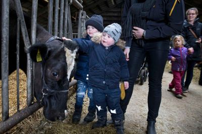 Der var tid til at kigge forbi stalden på Hedegaard ved Aulum og klappe nogle af køerne, inden gårdens 65 brogede malkekøer blev lukket på græs. ?Foto: Tom Laursen