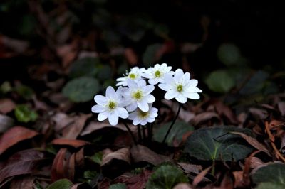 Lørdag eftermiddag skal der plukkes anemoner ved Herningsholm. ?foto: pr-foto