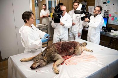DTU Veterinærinstitut i København har modtaget en ulv, der er blevet skudt ved Ulfborg. Mariann Chriél, seniorforsker DTU (tv) undersøger ulven tirsdag den 17. april 2018. Foreløbig undersøgelse viser, at ulv blev dræbt af skud fra en riffel. En 66-årig mand er fortsat sigtet. Det skriver Ritzau, onsdag den 18. april 2018.. Foto: TYCHO GREGERS/Ritzau Scanpix
