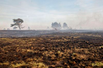 En voldsom brand hærgede Frederikshåb Plantage og Randbøl Hede mellem Vejle og Billund fredag 25. maj. 15 frivillige fra det lokale beredskab deltog blandt andre i indsatsen. Foto: Michael Drost-Hansen/Ritzau Scanpix