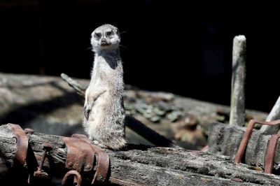 De to surikater i Jyllands Park Zoo har fået masser af ny plads at boltre sig på, og det skulle der gerne komme unger ud af, hvis man spørger dyrepasserne.?Foto: Flemming Hansen