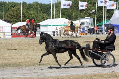 Den lille sorte hingst med det lange navn - Majestic Farm Jay Hawks Legacy - var med på Landsskuet for første gang og opnåede en fin placering i kategorien skuets hingst. Foto: Privatfoto