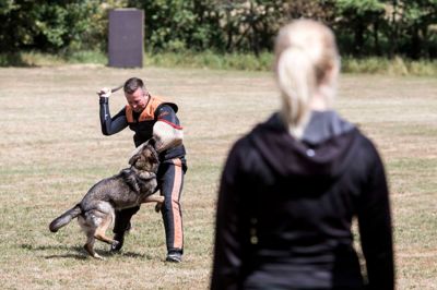 Fuld kontrol over hunden, der ved nøjagtig, hvad den skal, når den skal fange og fastholde en person. Schæferhundeklubben kreds 14 Herning lagde i weekenden baner til Herning Open, hvor brugshunde og deres ejere viste, hvad timers træning og leg har givet hundene.? foto: tom laursen