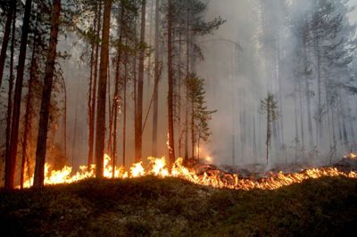 Det brænder mange steder i de svenske skove - her Ljusdal nord for Stockholm. Og det er netop her, at Herning-folkene skal hjælpe til. Foto: TT NEWS AGENCY/Ritzau Scanpix