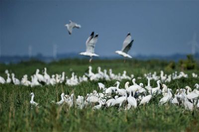 Varmt og tørt vejr er med til at sikre, at mange unge skestorke kommer på vingerne i de danske ynglekolonier. ?Foto: Jan Skriver/DOF