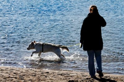 En hund bader i Fuglsang Sø. Men det er faktisk forbudt, hvilket får flere hundejere til at gø op på de sociale medier. Billedet er taget ved en tidligere lejlighed, og hundeejeren optræder ikke i artiklen. ?Foto: Flemming Hansen